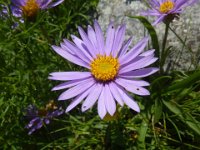 29 Aster alpinus - astro alpino Asteraceae